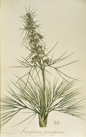Aciphylla squarrosa