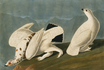 Lagopus muta, rock ptarmigan, Lagopus leucura, white-tailed ptarmigan, Plate 418 from John James Audubon's Birds of America, original double elephant folio, 1827-30 (hand-coloured aquatint)