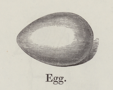 Egg (engraving)