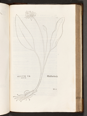 BT3.267.5 p.739 Allium, illustration from 'De historia stirpium commentarii insignes' by Leonhart Fuchs, 1542 (litho)