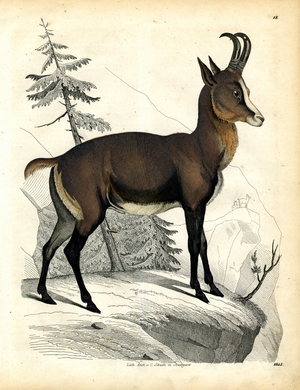 Alpine Chamois in High Mountain Habitat (hand-coloured litho)