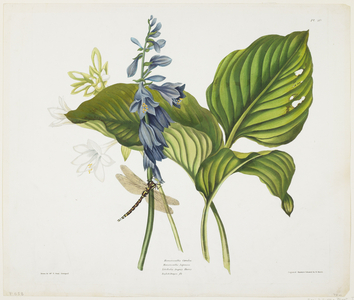 Common Hostas and English Dragon Fly (colour aquatint & etching with hand colouring on paper) 