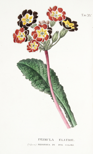 Primula Elatior, Plate XV, from L'Antotrofia Ossia La Coltivazione De'Fiori by Antonio Piccioli, pub.1834 (coloured engraving)