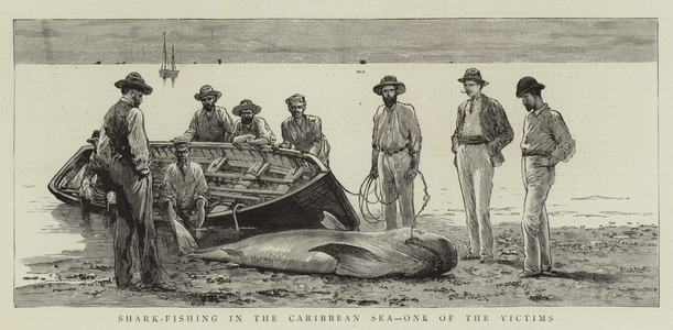 Shark-Fishing in the Caribbean Sea, One of the Victims (engraving)