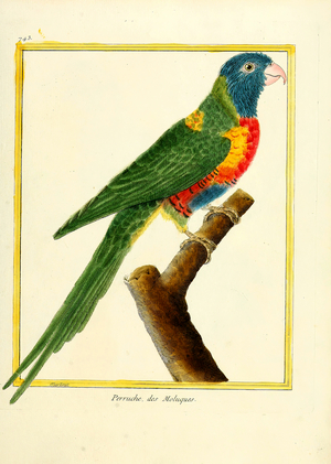 Moluccan Parakeet (print)