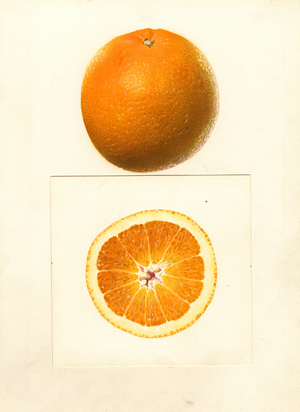 Valencia Oranges (Citrus sinensis) (w/c)
