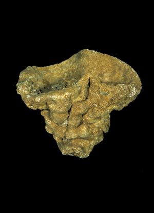 Raphiidonema faringdone