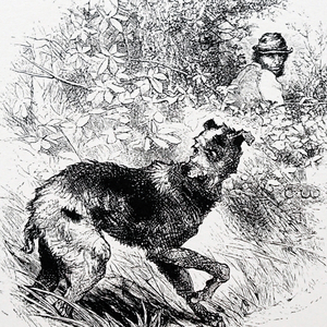 A poacher with his lurcher