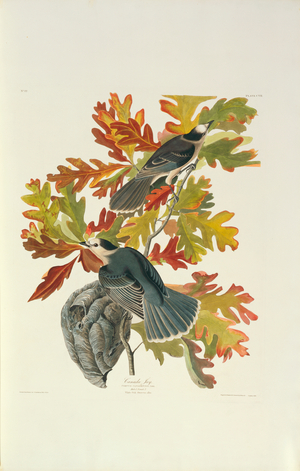 Perisoreus canadensis, Grey Jay, Plate 107 from John James Audubon's Birds of America, original double elephant folio, 1831-34 (hand-coloured aquatint)