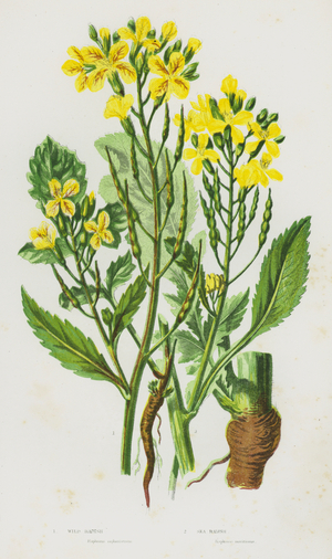 Flowering Plants of Great Britain: Wild Radish, Sea Radish (colour litho)