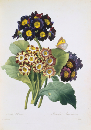 Primula auricula