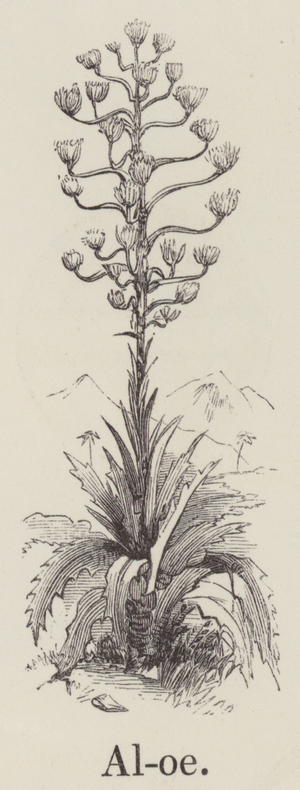 Aloe (engraving)