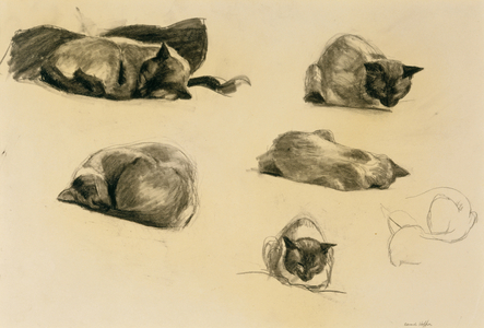 Cat Study, 1941 (conté crayon on paper)