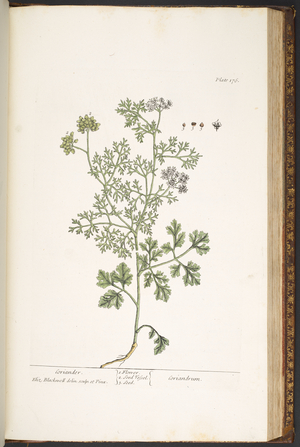 Plate 176, from 'A Curious Herbal', 1737 (coloured engraving)