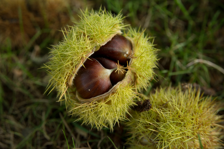 Castanea sativa (sweet chestnut), 2013 (photo)