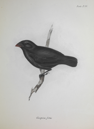 illustration from the Zoology of the Beagle