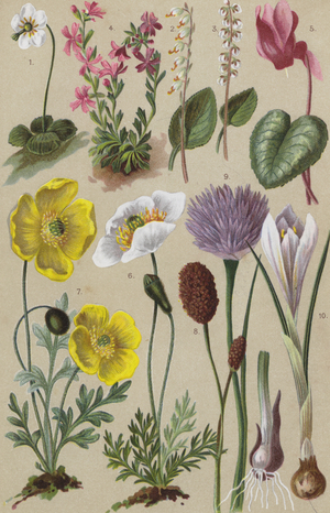 Alpine flora (chromolitho)