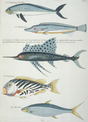 Colourful illustration of five fish