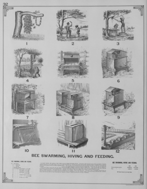 Bee Swarming, Hiving, And Feeding