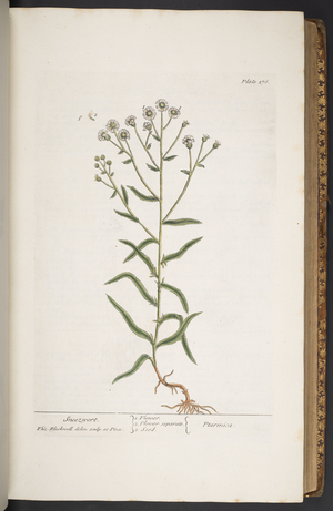 Plate 276, from 'A Curious Herbal', 1737 (coloured engraving)