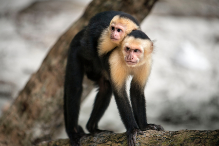 White-headed or white-faced or white-throated capuchin (cebus capucinus) at Manuel Antonio National Park, Costa Rica, Central America (photo)