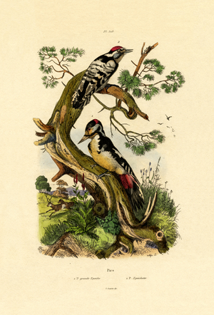 Lesser Spotted Woodpecker, 1833-39 (coloured engraving)
