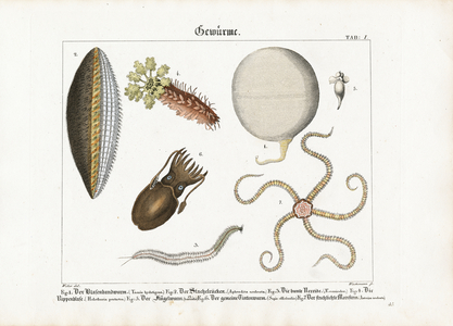 Various Marine Worms and Cnidarians, 1821 (lithography)