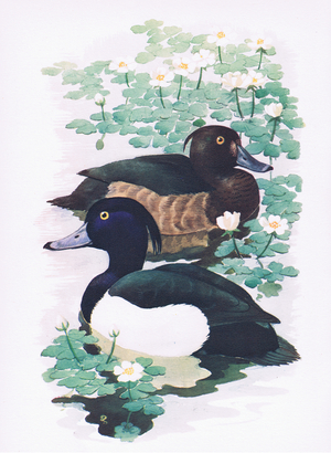 Tufted Duck drake and duck, from Our Bird Book published by Collins, 1947 (colour litho)