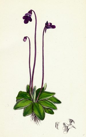 Pinguicula Vulgaris Common Butterwort