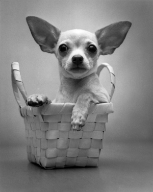 Dog In A Basket (b/w photo)