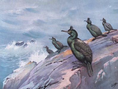 Shag or Green Cormorant (litho)