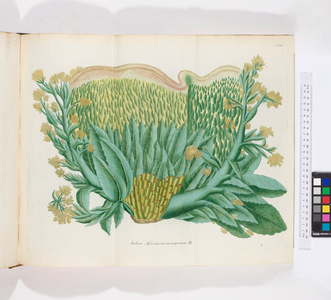 Sedum Africanum monstrosum, 1737 (engraving)