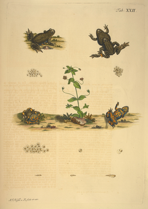 Illustrations of frogs and spawn.