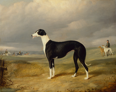 A Black and White Greyhound in an Open Landscape, 1842 (oil on canvas)
