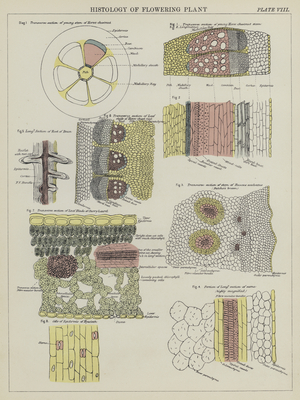 Histology of flowering plant (colour litho)