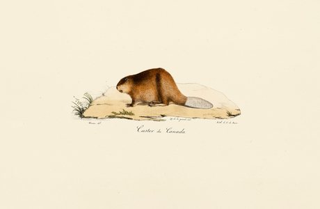 North American Beaver, 1824 (hand-coloured litho)