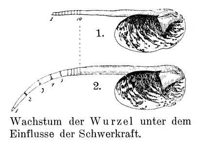 Root growth