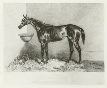 Blink Bonny, foaled 1854 (b/w photo)