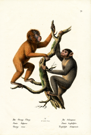 Orangutan, 1824 (colour litho)
