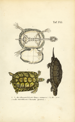 European Pond Turtle and Greek Tortoise, 1850 (lithography)