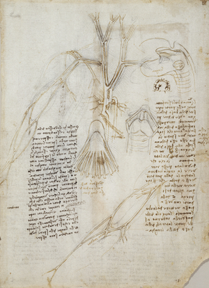 Verso: The main blood vessels of the thorax and superficial veins of arm, etc, c.1508-10 (pen and ink over black chalk on paper)