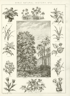 Bible natural history (engraving)