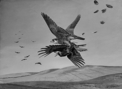 Death of a Rook