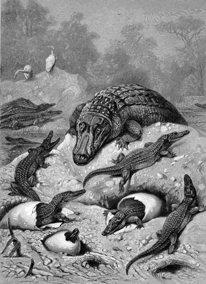 Breeding alligators, eggs and freshly hatched animals