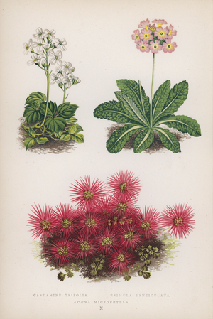 Cardamine Trifolia; Primula Denticulata; Acaena Microphylla (colour litho)