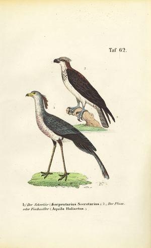 Secretary Bird and Osprey, 1850 (lithography)