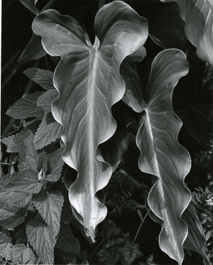 Leaves, Hawaii, c.1985 (silver gelatin print)