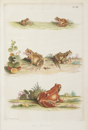 Common frog (Rana temporaria), 1758 (Plate)