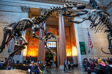 Dinosaur skeleton exhibits in the Main Hall of the American museum on natural history in Manhattan, New York, 2020 (photo)
