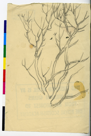 Branches - Sketch, c.1920-73 (pencil on paper)